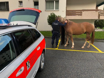 polizei-fängt-pferde-ein-davos-gr