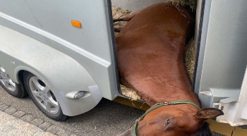 pferd-erschrickt-und-stürzt-in-anhänger