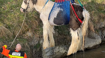 pferd-wird-aus-bachbett-gerettet